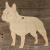 Image TH French Bulldog Standing
