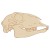 Main Image Sheep Skull Side on