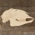 Image TH Sheep Skull Side on