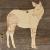 Image TH Okapi Standing