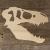 Image TH T-Rex Skeleton Head
