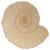 Main Image White No Hole Image Ammonite Fossil