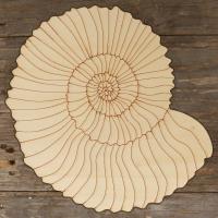 Ammonite Fossil Main Image