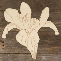 Iris Flower Head Main Image