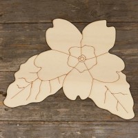 Primrose Flower Head and Leaves Accurate Main Image