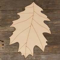 Oak Leaf Red Quercus Rubra Main Image