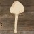 Mushroom Psilocybe Fimetaria