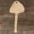 Image TH Mushroom Psilocybe Fimetaria