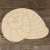 Sea Snail Shell Acurate